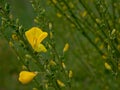 Flowering scotch broom close-up - Cytisus scoparius