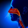 Flu - Full Nose - Human Sinuses Anatomy Royalty Free Stock Photo