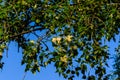 Fluff on a branches of poplar tree Royalty Free Stock Photo