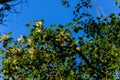 Fluff on a branches of poplar tree Royalty Free Stock Photo