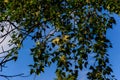 Fluff on a branches of poplar tree Royalty Free Stock Photo