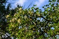 Fluff on a branches of poplar tree Royalty Free Stock Photo