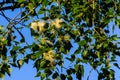 Fluff on a branches of poplar tree Royalty Free Stock Photo