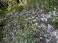 Fluff, cotton wool of poplars on the forest floor in spring Royalty Free Stock Photo