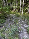 Fluff, cotton wool of poplars on the forest floor in spring Royalty Free Stock Photo