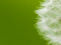 Fluff dandelion Royalty Free Stock Photo