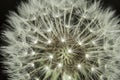 Fluff of a dandelion in close up. Royalty Free Stock Photo