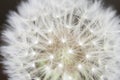 Fluff of a dandelion in close up. Royalty Free Stock Photo