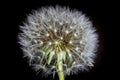 Fluff of a dandelion in close up. Royalty Free Stock Photo
