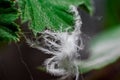 Fluff macro photo hanging on a green leaf Royalty Free Stock Photo