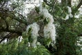 Fluff on poplar branches in early summer Royalty Free Stock Photo