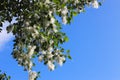 Fluff or poplar seeds on tree branches ÃÂ½ÃÂ° ÃâÃÂ¾ÃÂ½ÃÂµ ÃÂÃÂ¸ÃÂ½ÃÂµÃÂ³ÃÂ¾ ÃÂ½ÃÂµÃÂ±ÃÂ°. Royalty Free Stock Photo