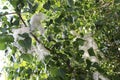 Fluff in poplar tree, Camargue, France Royalty Free Stock Photo