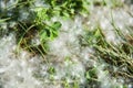 A fluff from a poplar or willow tree lies on the grass that causes spring allergies Royalty Free Stock Photo