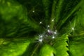 Fluff and seeds of dandelion on green leaf of hogweed. Royalty Free Stock Photo