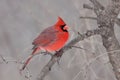 Fluffed Cardinal Royalty Free Stock Photo