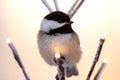 Fluffed chickadee is sitting on the illuminated tree in the back yard Royalty Free Stock Photo