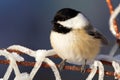 Fluffed chickadee is sitting on the illumination installation in the back yard Royalty Free Stock Photo