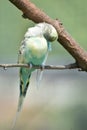 Fluffed Feathers and Pastel Colored Shell Parakeet