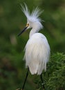 Fluffed feathers of a snowy white egret in spring