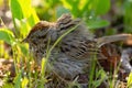 Fluffed Lincoln\'s sparrow sleeping in the grass in the garden