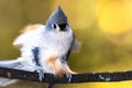 Fluffed Tufted Titmouse Perched on an Autumn Branch Royalty Free Stock Photo