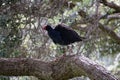 Fluffed up Pukeko up a tree. New Zealand