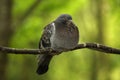 Fluffed up pigeon