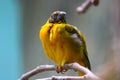 Fluffed up village weaver perching on a branch