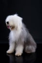 Fluffi Dog Royalty Free Stock Photo