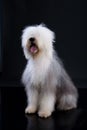 Fluffi Dog Royalty Free Stock Photo
