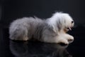 Fluffi Dog Royalty Free Stock Photo