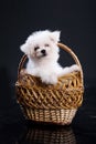Fluffi Dog Royalty Free Stock Photo