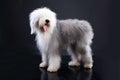 Fluffi Dog Royalty Free Stock Photo