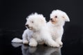 Fluffi Dog Royalty Free Stock Photo