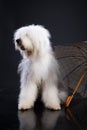 Fluffi Dog And Umbrella Royalty Free Stock Photo