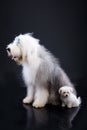 Fluffi Dogs Royalty Free Stock Photo