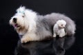 Fluffi Dogs Royalty Free Stock Photo