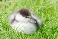 A fluffly paradise duck duckling sitting on the grass