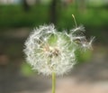 Fluffs of a white dandelion