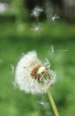 Fluffs of a white dandelion