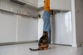 Fluffy adorable cat sitting on floor, looking into opened fridge, waiting for sausages, milk, meat