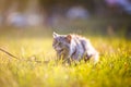 Fluffy adult gray cat in green grass hissing and showing displeasure Royalty Free Stock Photo