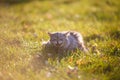 Fluffy adult gray cat in green grass hissing and showing displeasure Royalty Free Stock Photo