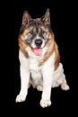 Fluffy Akita Sitting Over Black Background