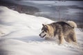 Fluffy Alaskan Malamute playing in snow Royalty Free Stock Photo