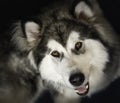 Fluffy Alaskan Malamute puppy smiling at the camera Royalty Free Stock Photo