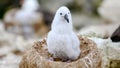 Cute fluffy grey albatross chick - black-browed albatross - sitting in a stone nest on Falkland Islands, Las Malvinas Royalty Free Stock Photo