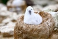 Cute fluffy grey albatross chick - black-browed albatross - sitting in a stone nest on Falkland Islands, Las Malvinas Royalty Free Stock Photo