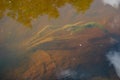 Fluffy algae under water with a muddy bottom.